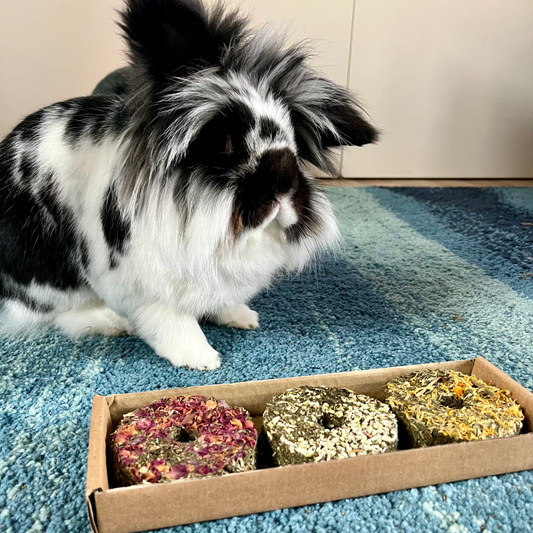 Sprinkles, a small black and white lion head bunny with a box of bunny safe doughnut treats on a blue carpet