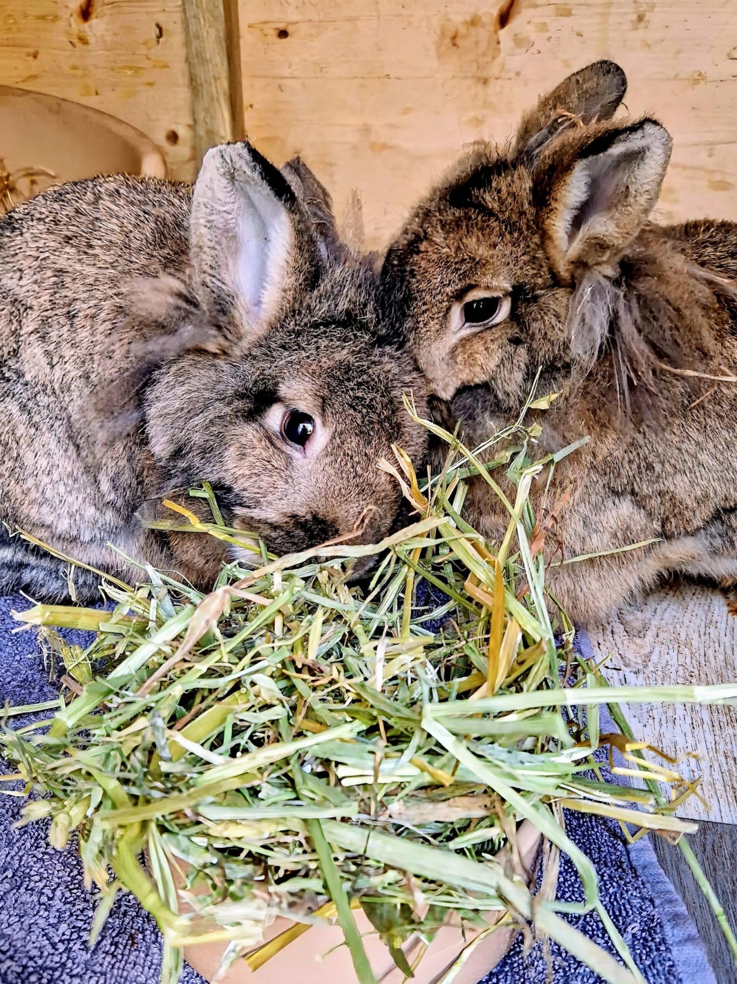 Two fluffy brown rabbits eating oat hay on a wooden floor.
