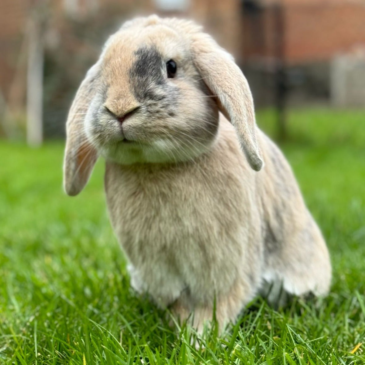Donation to Rainbow Rabbit Rescue