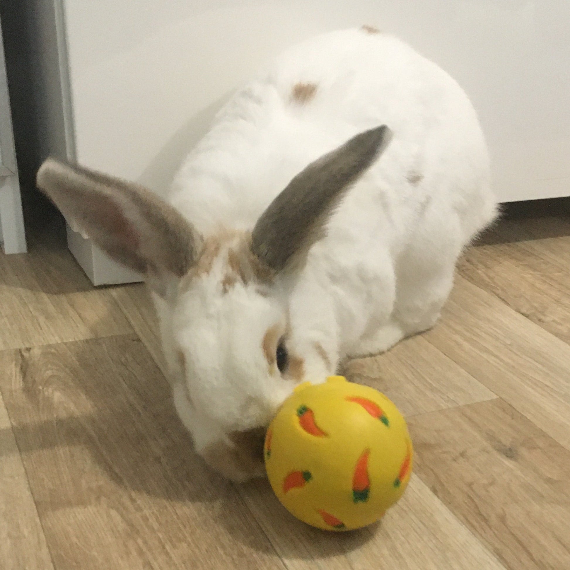 Macaroon, a white rabbit with caramel spots is using her nose to nudge a bright yellow ball with a bold carrot pattern on it.