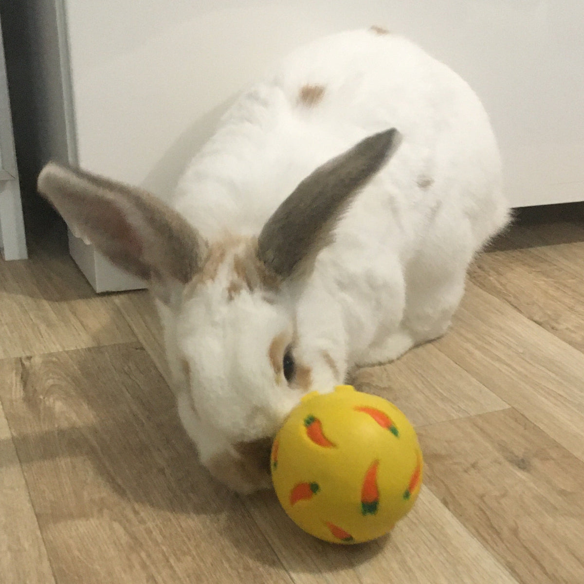 Rabbit playing with store ball