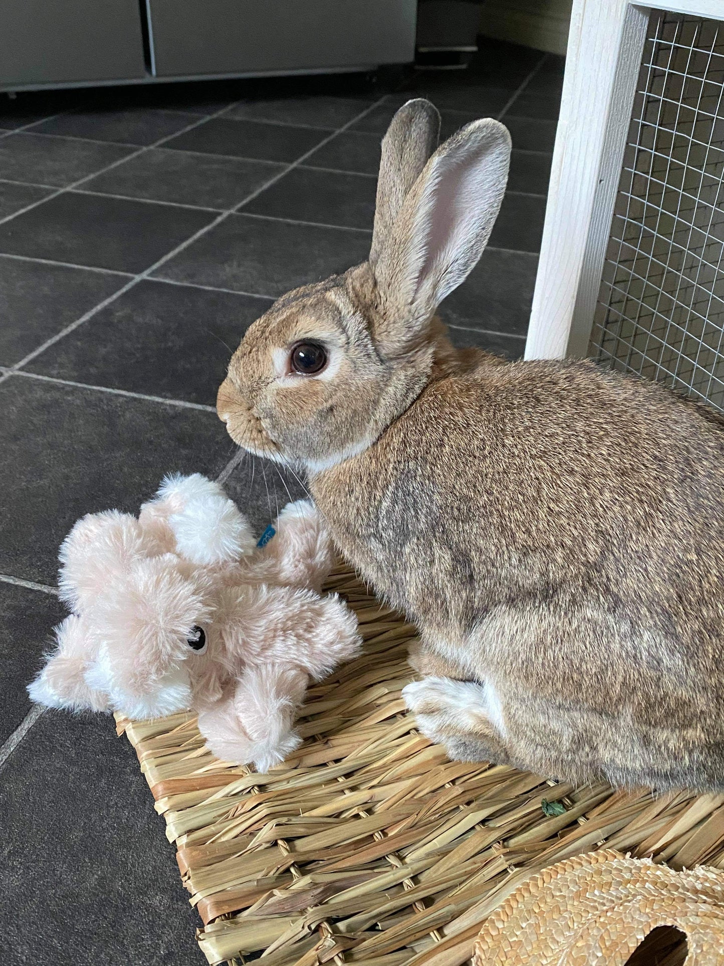 Bunny Friend Plush Rabbit Toy (with squeaker)