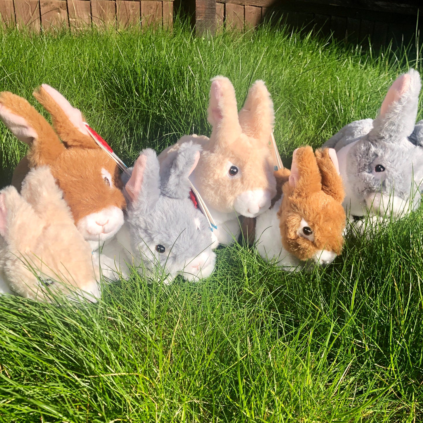 Dutch Plush Bunny