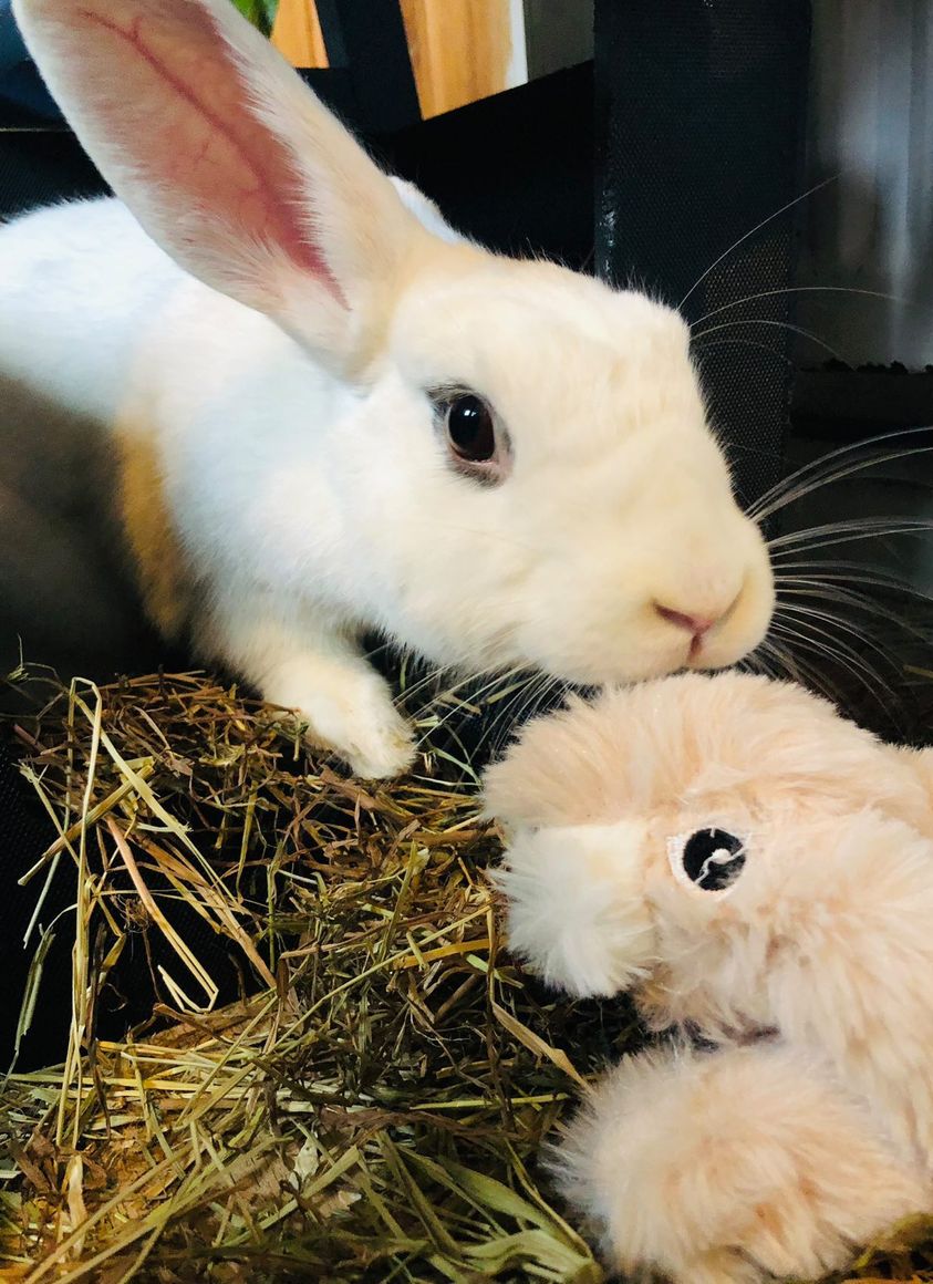 Bunny Friend Plush Rabbit Toy (with squeaker)