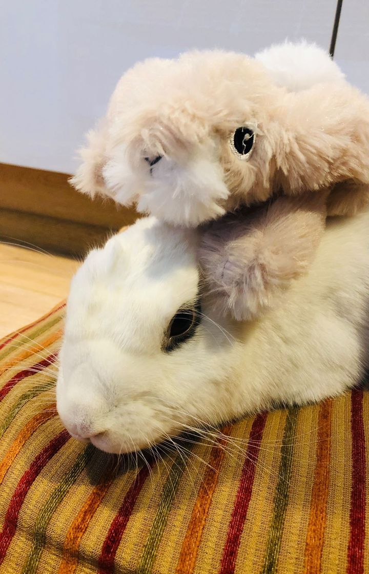 Lex is fed up with his human for putting his plush friend on his head