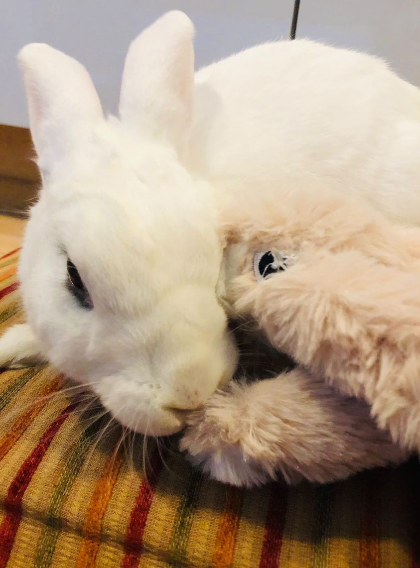 Bunny Friend Plush Rabbit Toy (with squeaker)