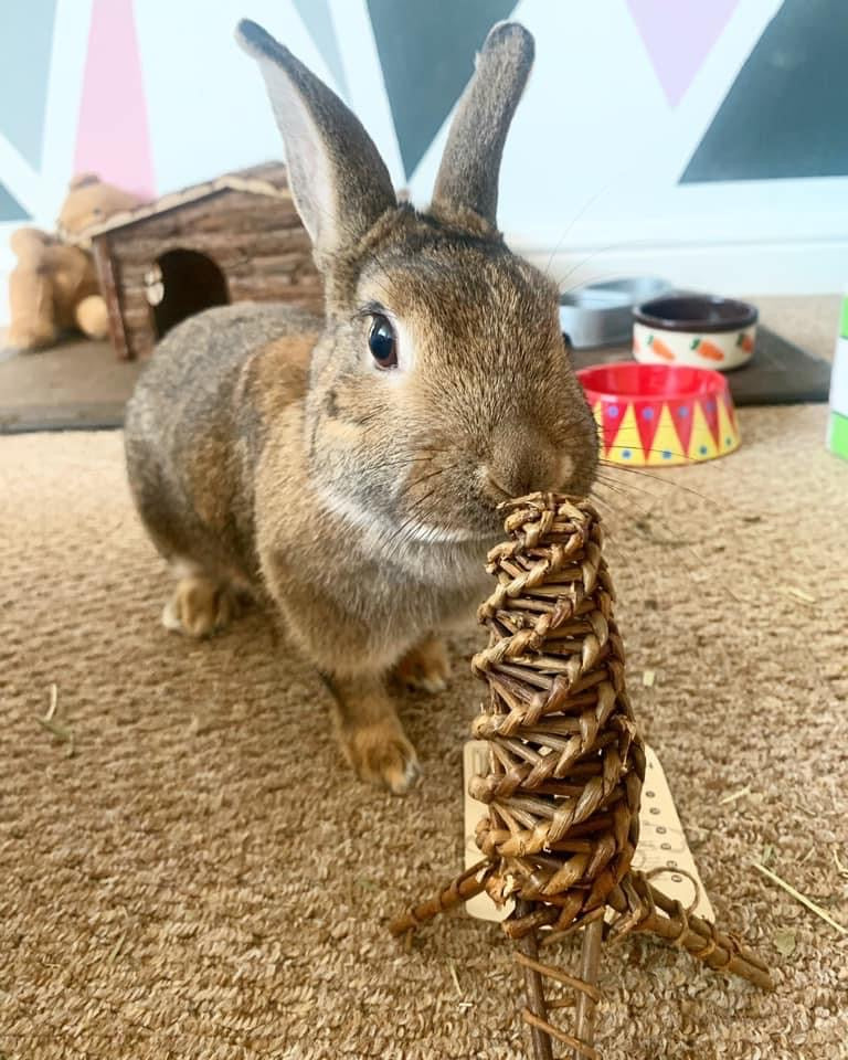 Yinka, an agouti brown rabbits, is sat with a willow carrot turned up to look like a microphone. Yinkas mouth is over the top of the 'microphone'.
