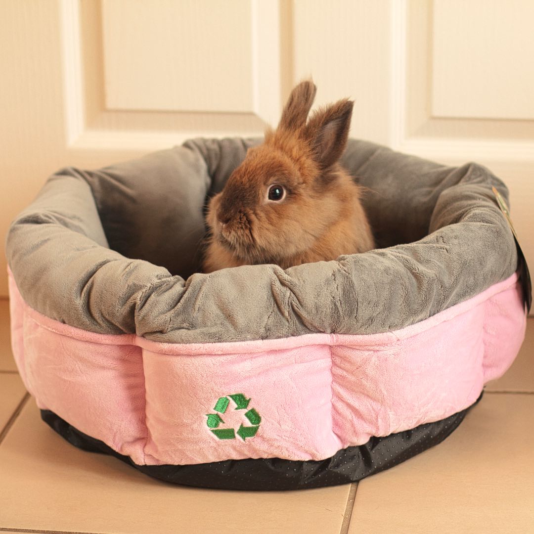 Brownie the lion head bunny sits down in his recycled pink and grey pet bed looking cute.