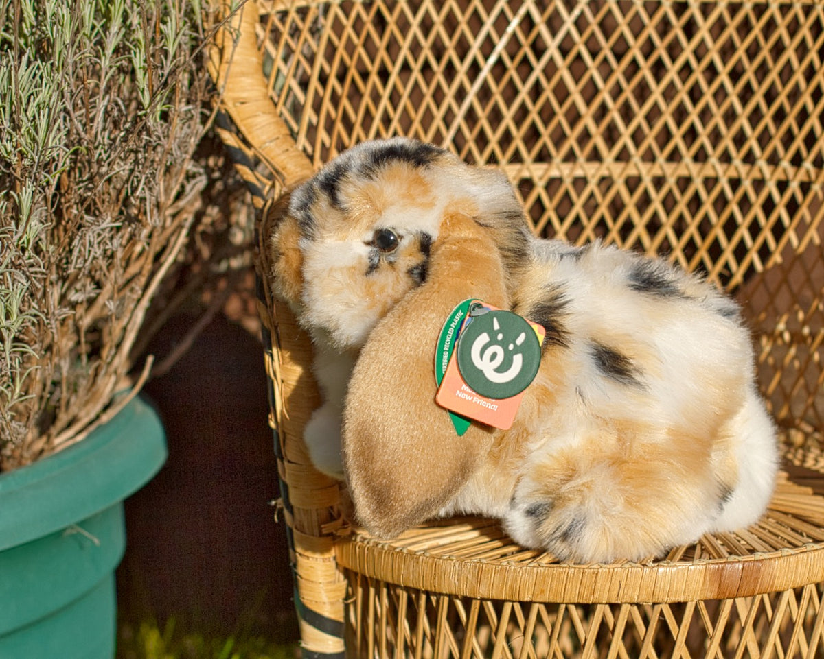 Living nature outlet guinea pig