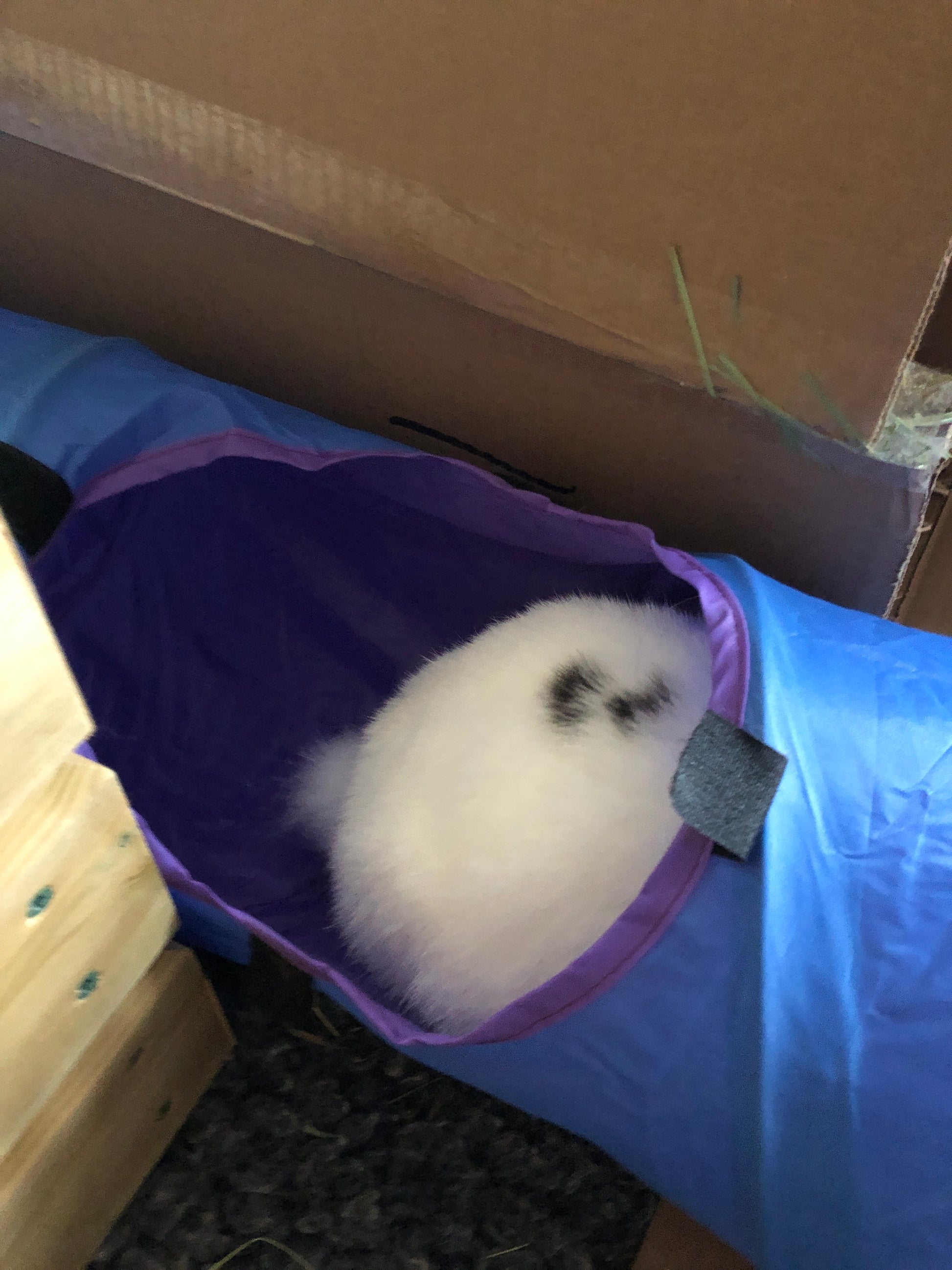 Staff bunny Oreo's fluffy white with two black spots bottom can be seen through the centre entrance to his blue Rosewood rabbit activity tunnel in his lounge.
