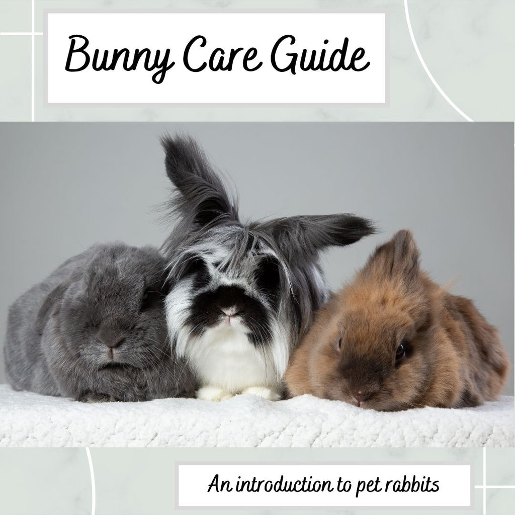 A small(ish) guide on how to care for a bunny
