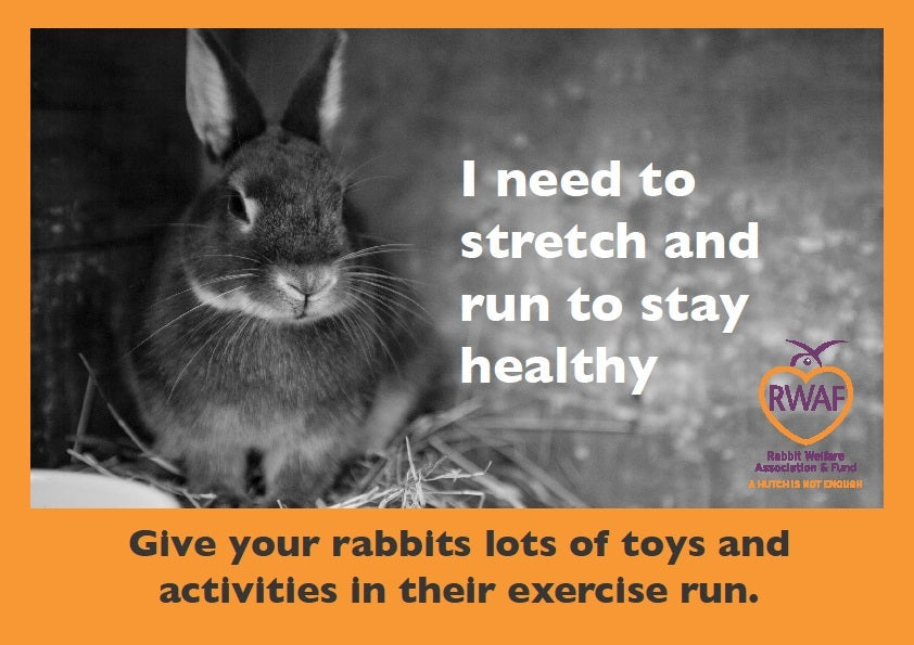Does Rabbit Retail sell Hutches?