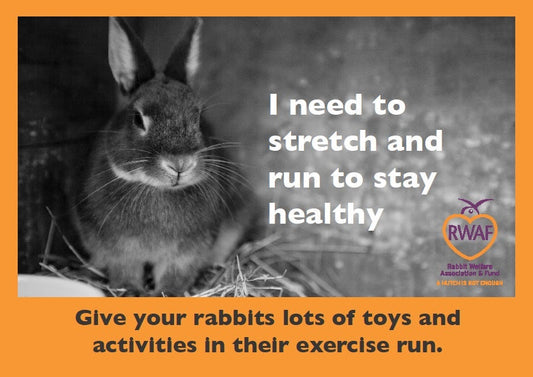 Does Rabbit Retail sell Hutches?