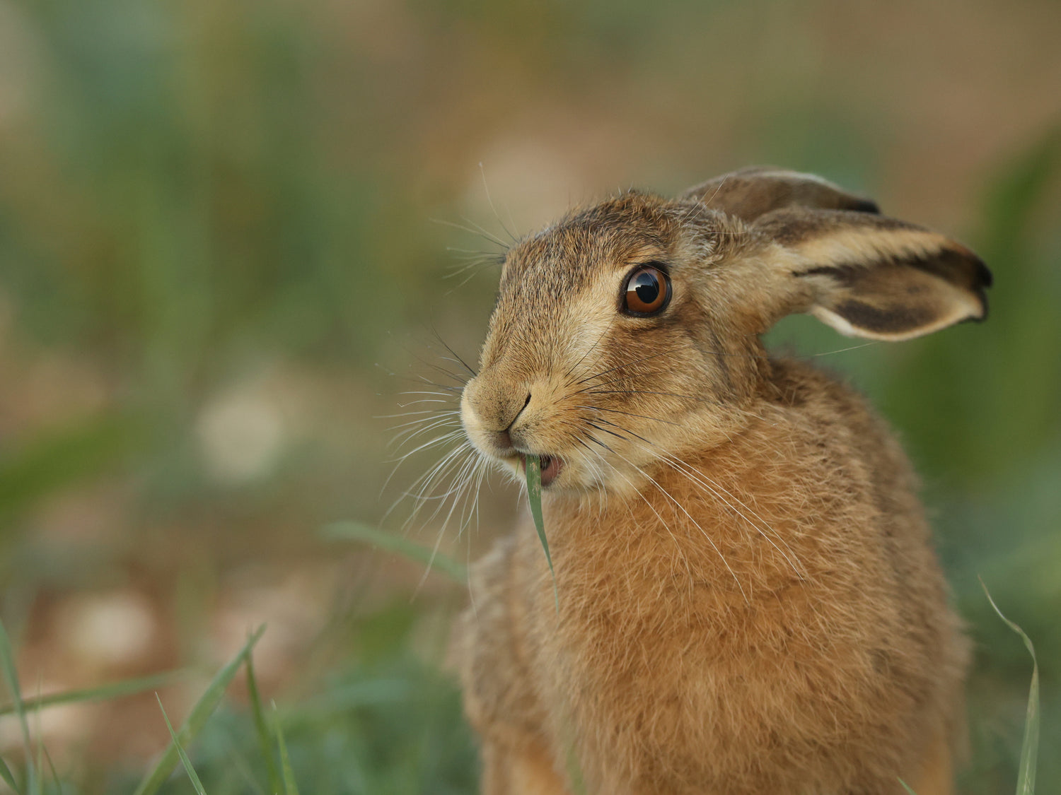 Melangell and Hares