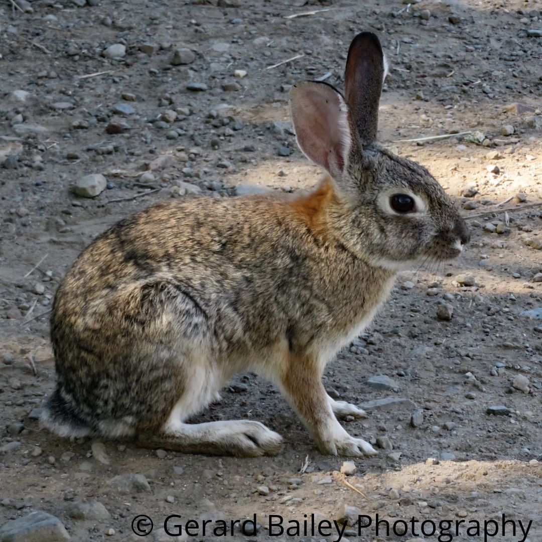 Gerard Bailey Photography – Rabbit Retail