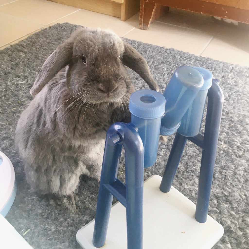 Snuzzles Rabbit Puzzles & Snuffle Toy – Rabbit Retail