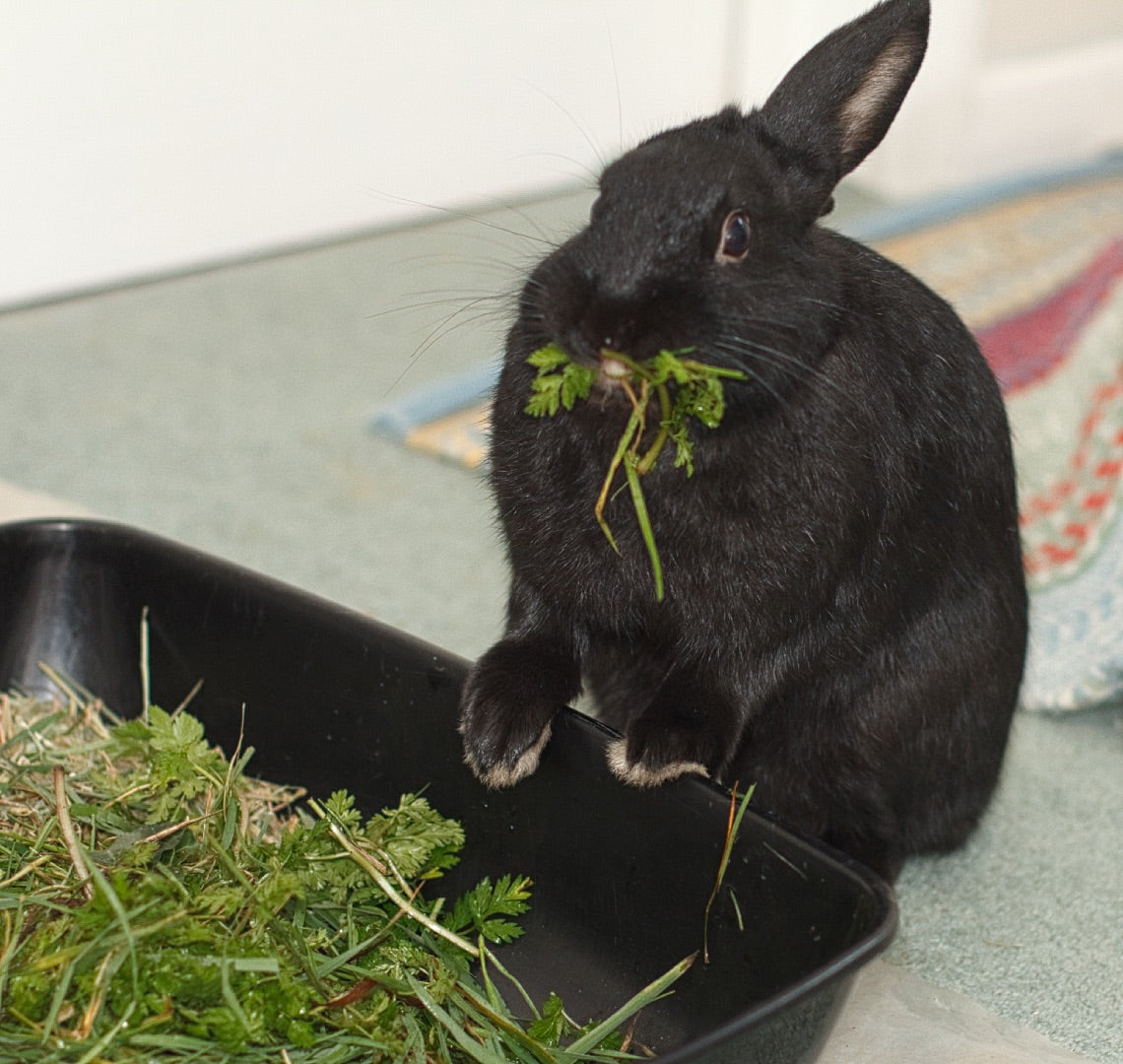 Rabbit Food, Snacks and Hay