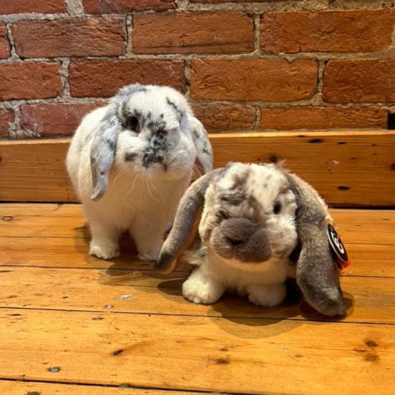 Marble Lop Rabbit Plush | Grey or Brown