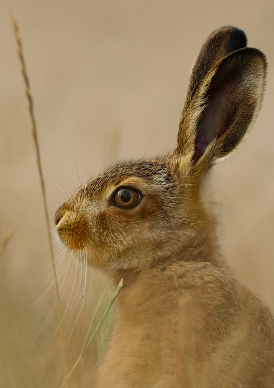 Babe | Hare Photo