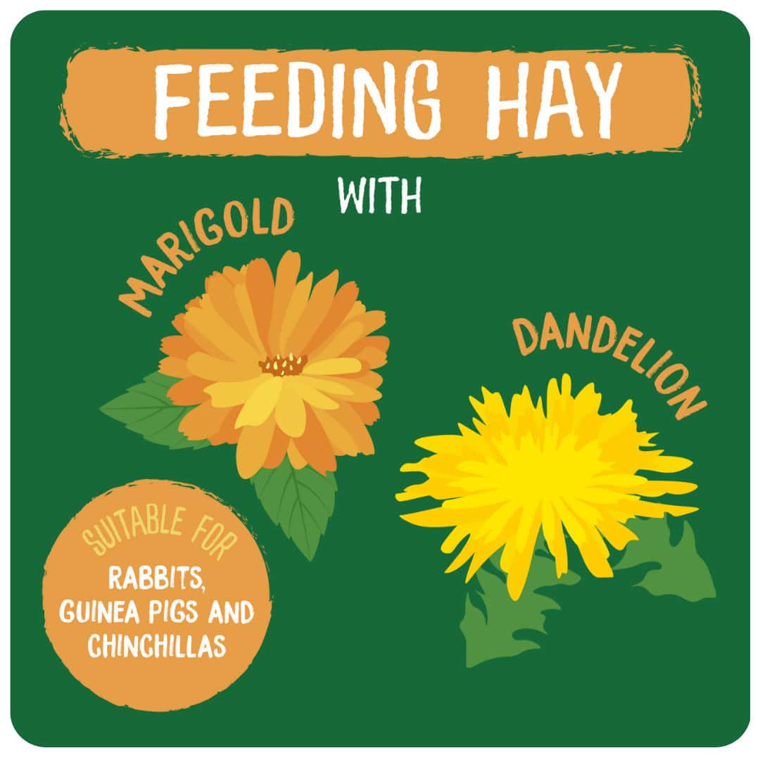 Excel Feeding Hay with Dandelion & Marigold