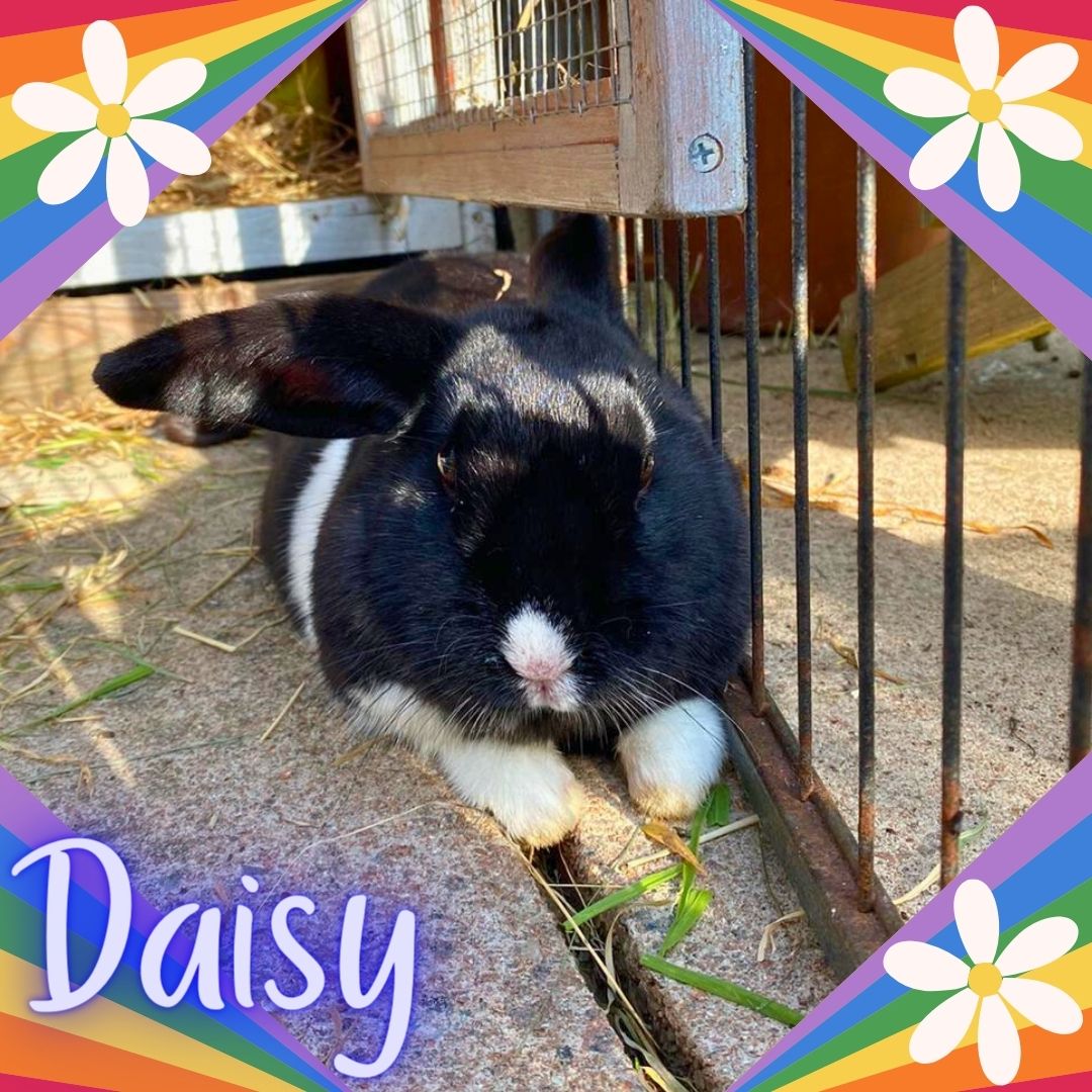 Daisy Socks | Rainbow Rabbit Rescue Fundraiser