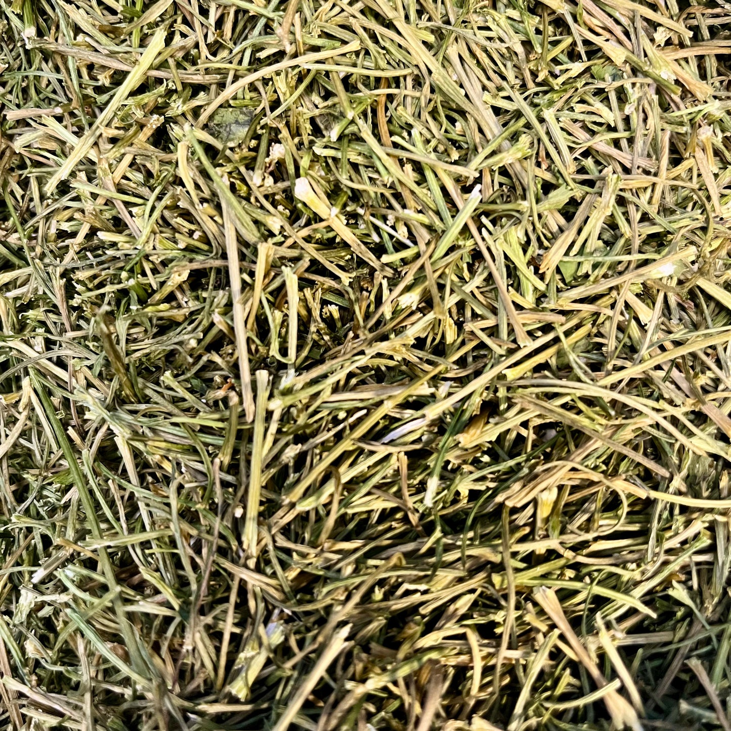 Dried Parsley Stalks