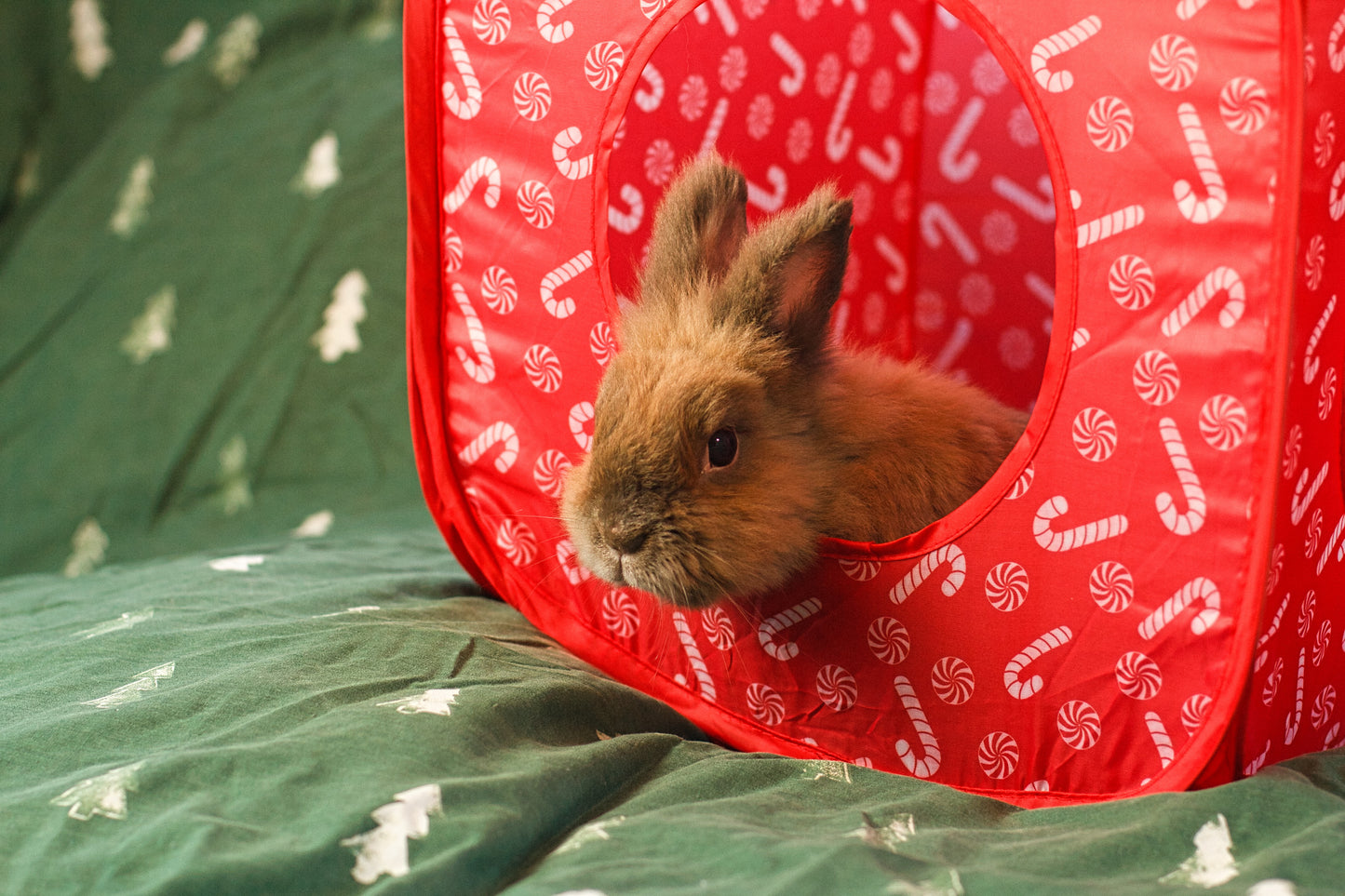 Pop Up Candy Cane Cube | Hideaway Toy