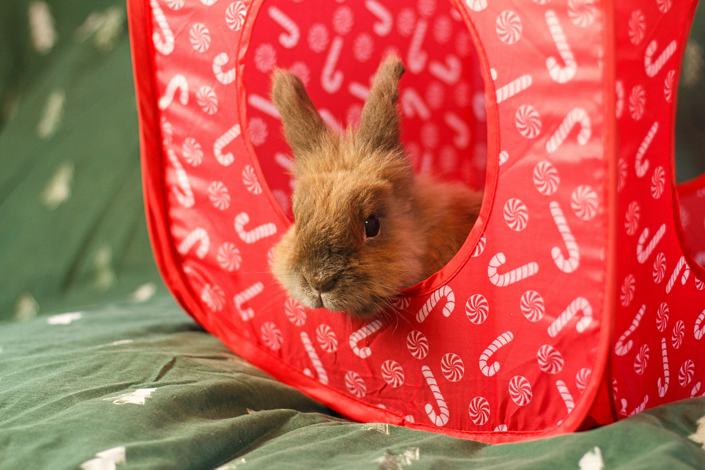 Pop Up Candy Cane Cube | Hideaway Toy