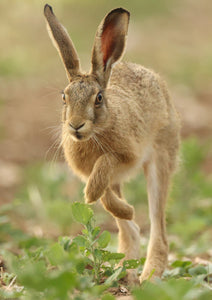 Kanga | Hare Photo