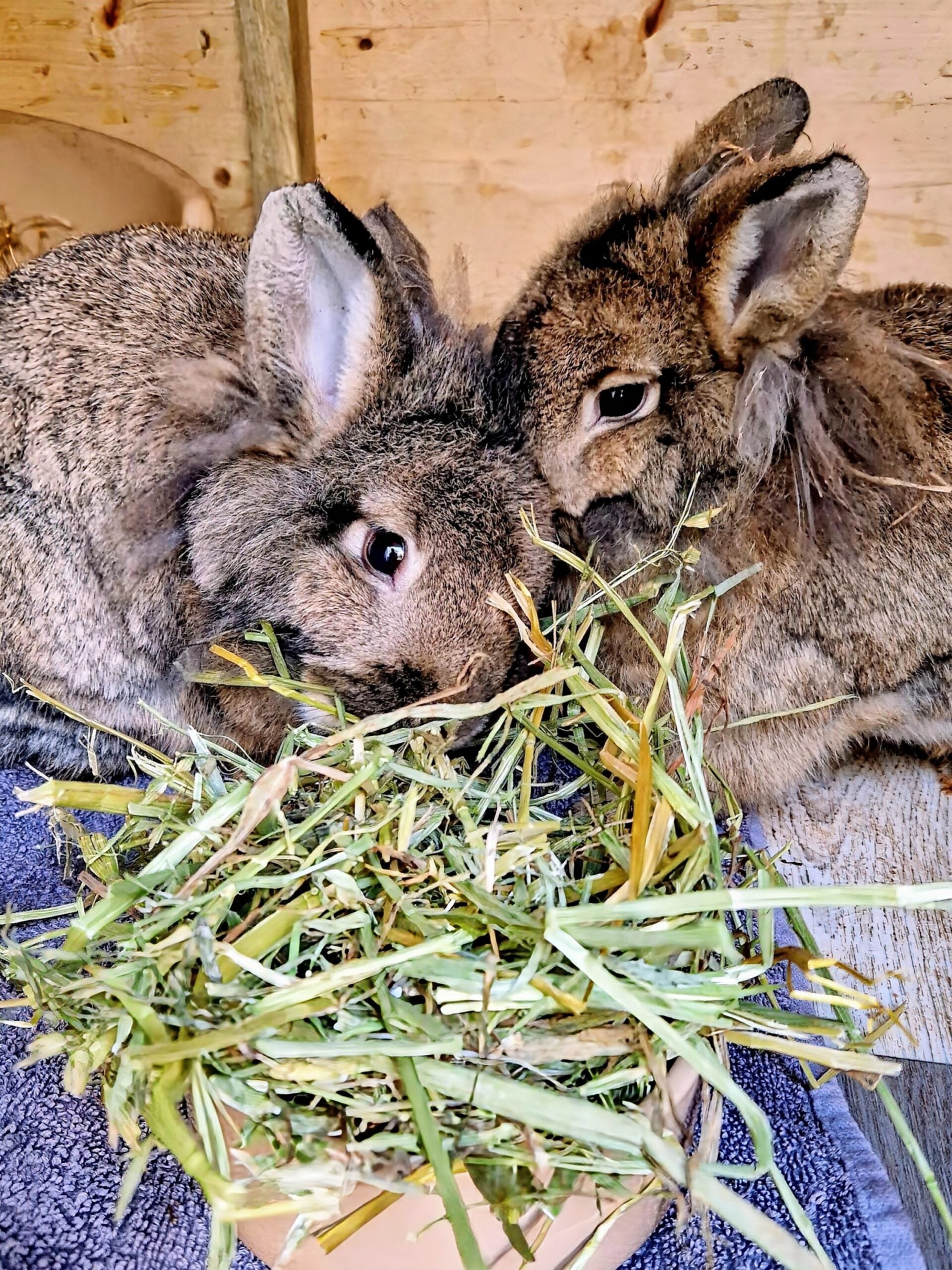 Two fluffy brown rabbits eating oat hay on a wooden floor.
