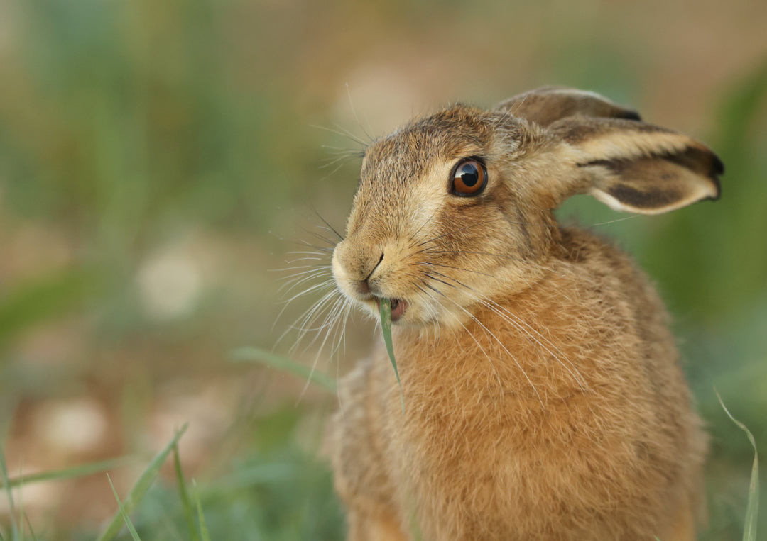 Snack | Hare Photo