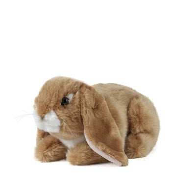 Cottontail teddy 2024