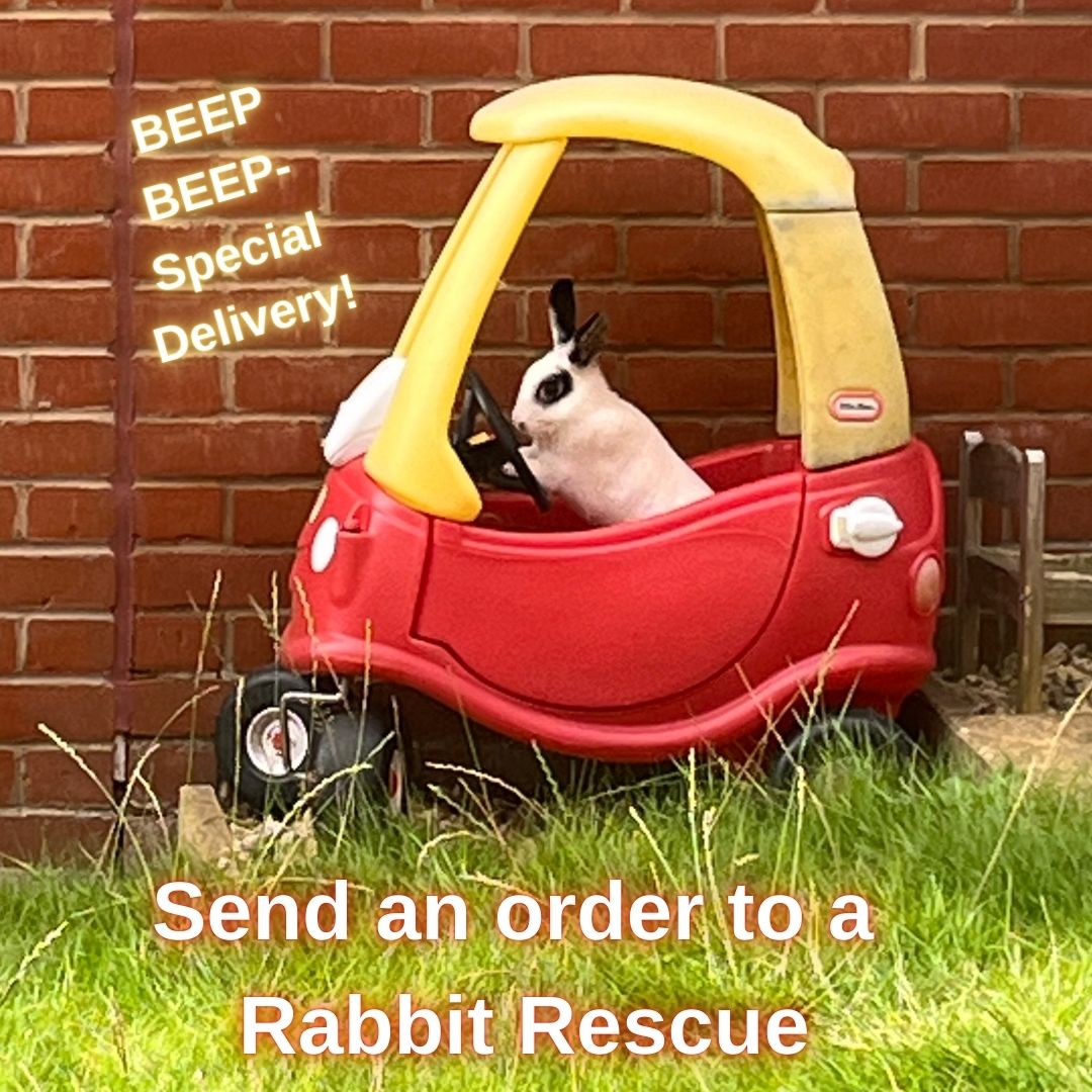 Send An Order To a Rabbit Rescue