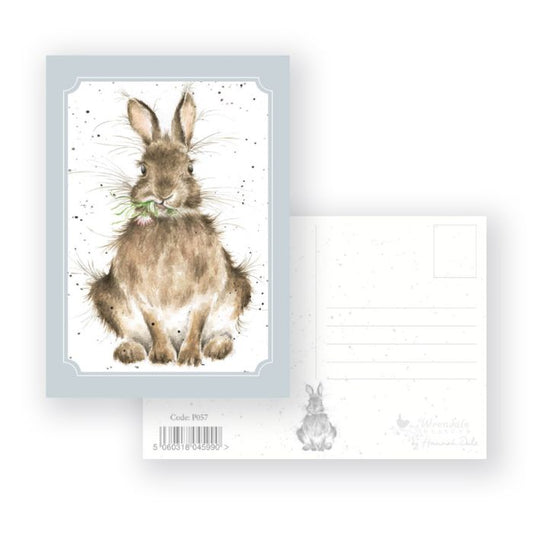 Daisy Rabbit Postcard