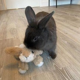 Bunny Friend Plush Rabbit Toy (with squeaker)