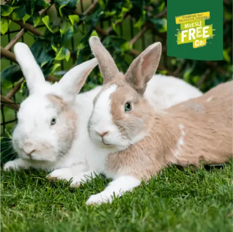 Two bunnies lounging together in the grass. on a green sticker in the top corner are the words 'muesli free'.