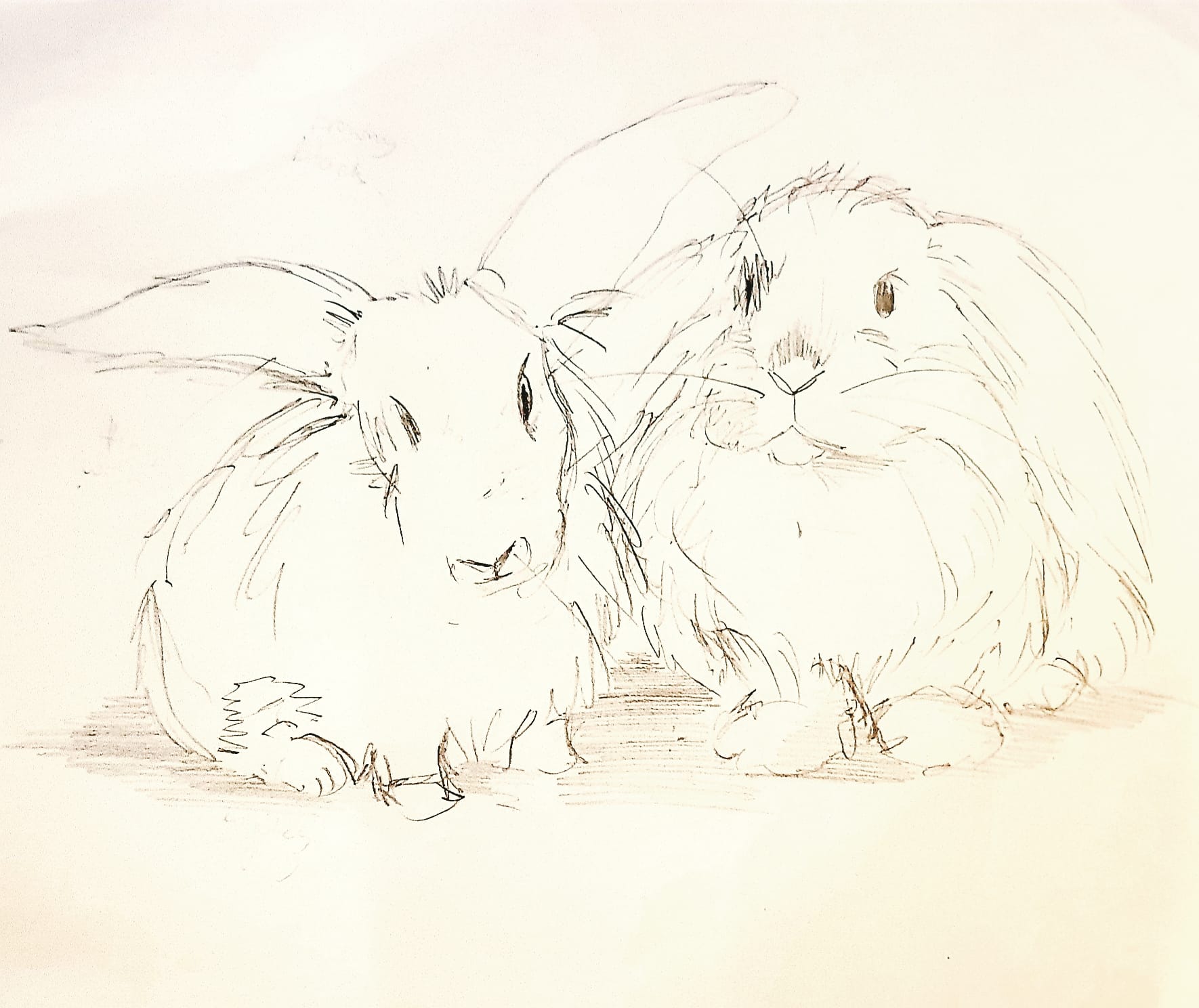 Custom Rabbit Drawing Custom Sketch Bunny Portraits – Rabbit Retail