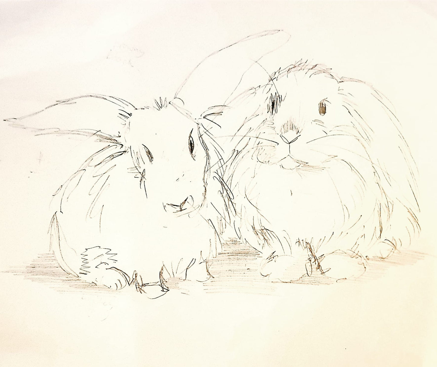 Custom Sketch Bunny Portraits