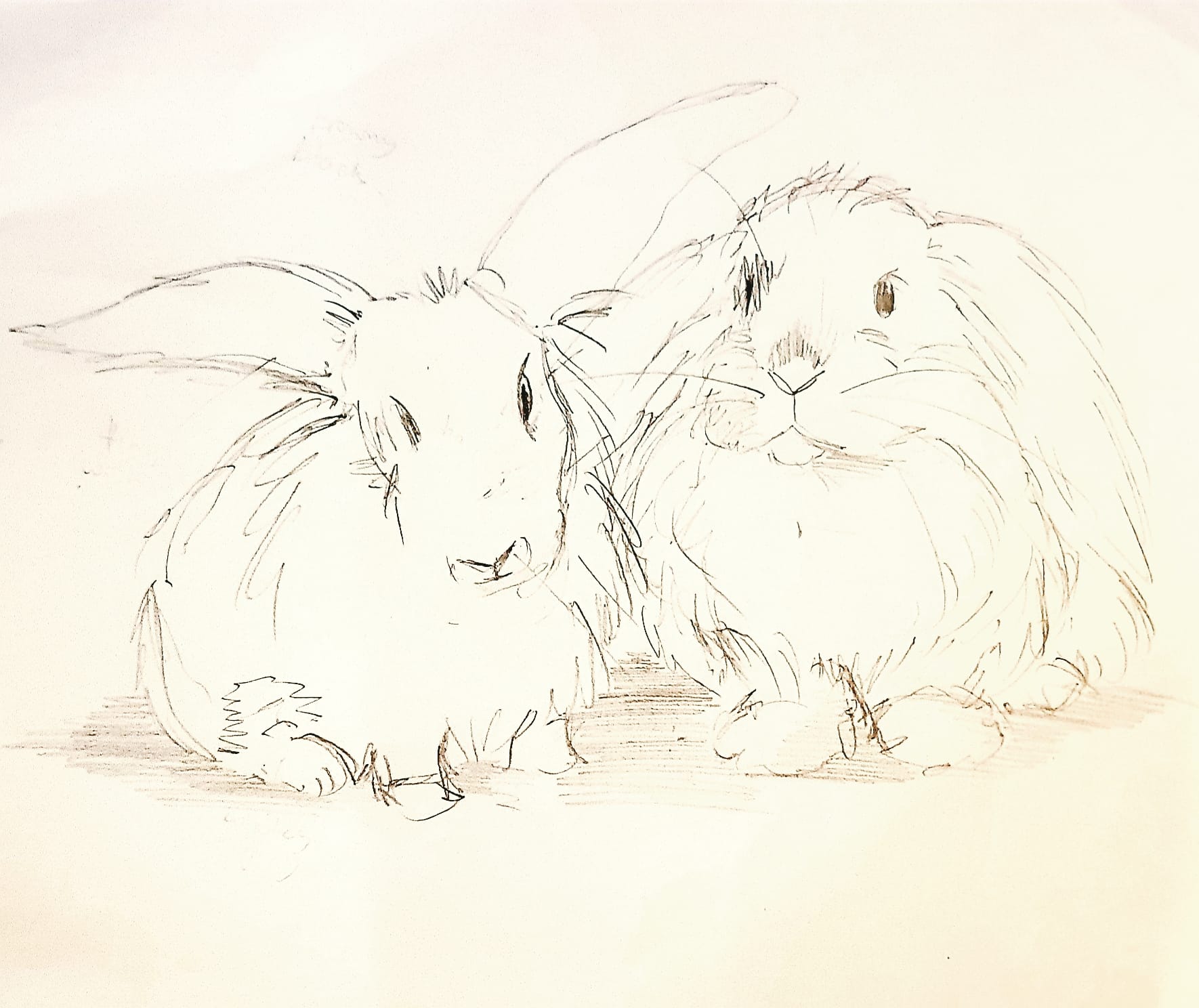 Custom Sketch Bunny Portraits