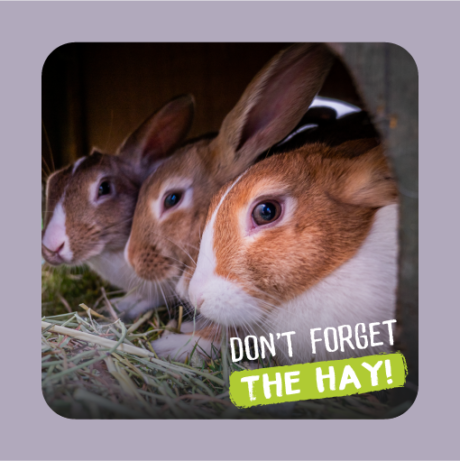 three brown and white bunny rabbits sat side by side tucking into a pile of burgess excel timothy feeding hay. the words 'Don't forget the hay!' are printed across the bottom right corner.