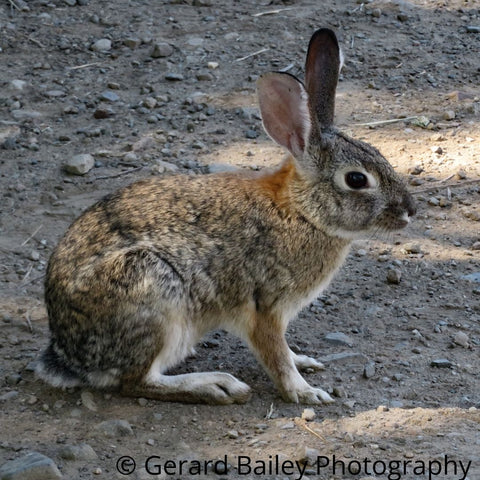 photograph card of a wild cottontail rabbit sitting sideways on a hiking trail.