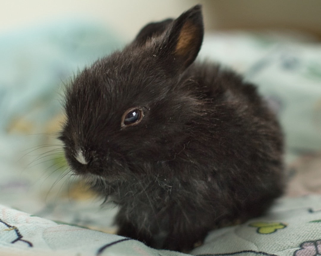Donation to Rainbow Rabbit Rescue