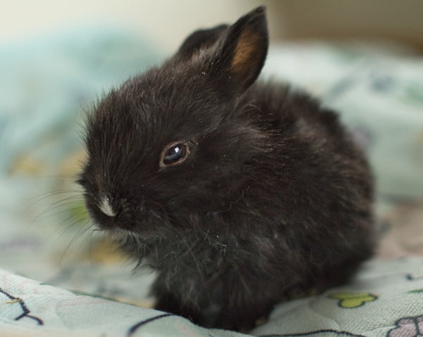 Donation to Rainbow Rabbit Rescue