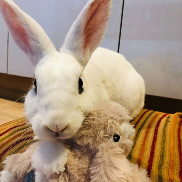 Lex, a white rabbit, snuggles with his plushy friend Winter