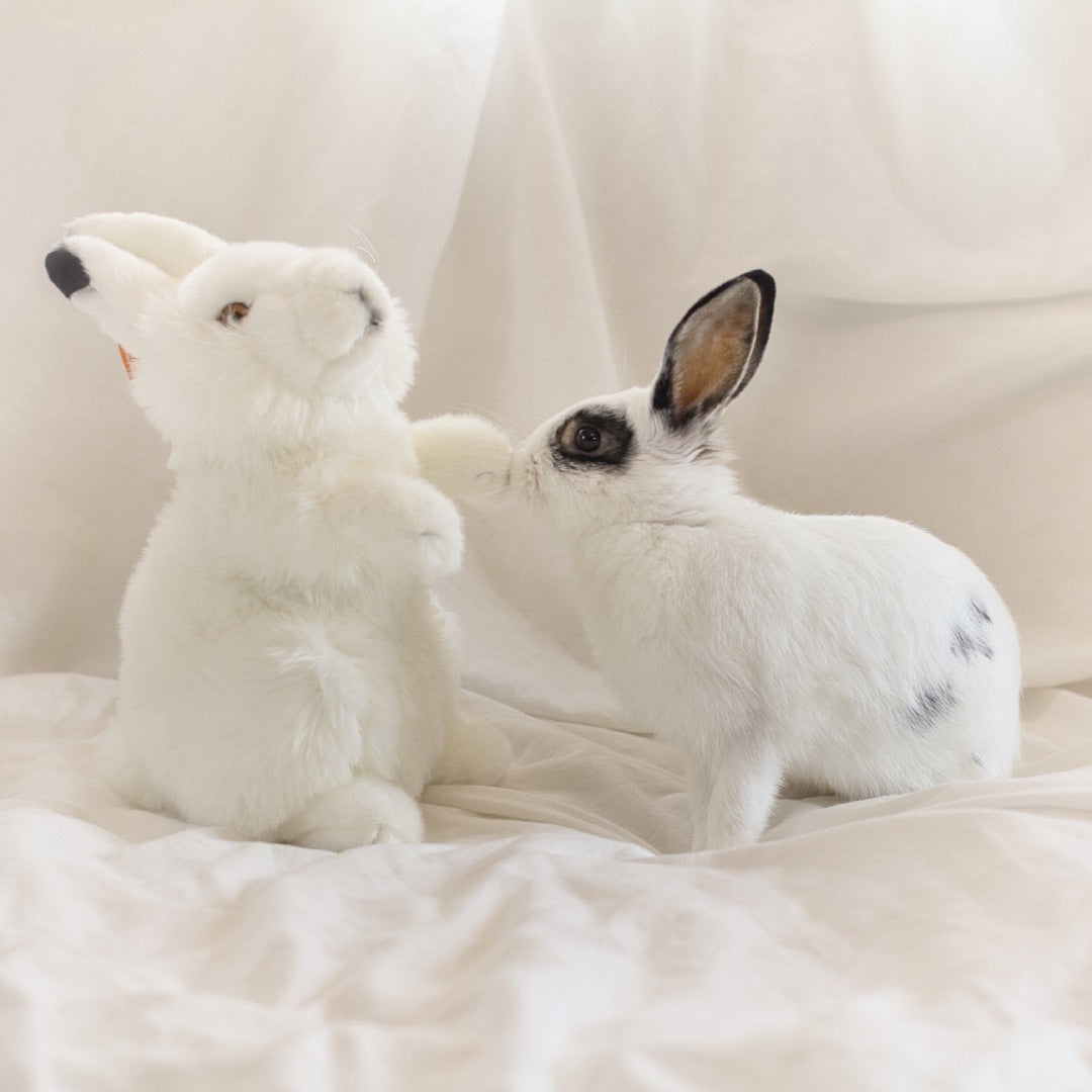 Arctic Hare Plush – Rabbit Retail