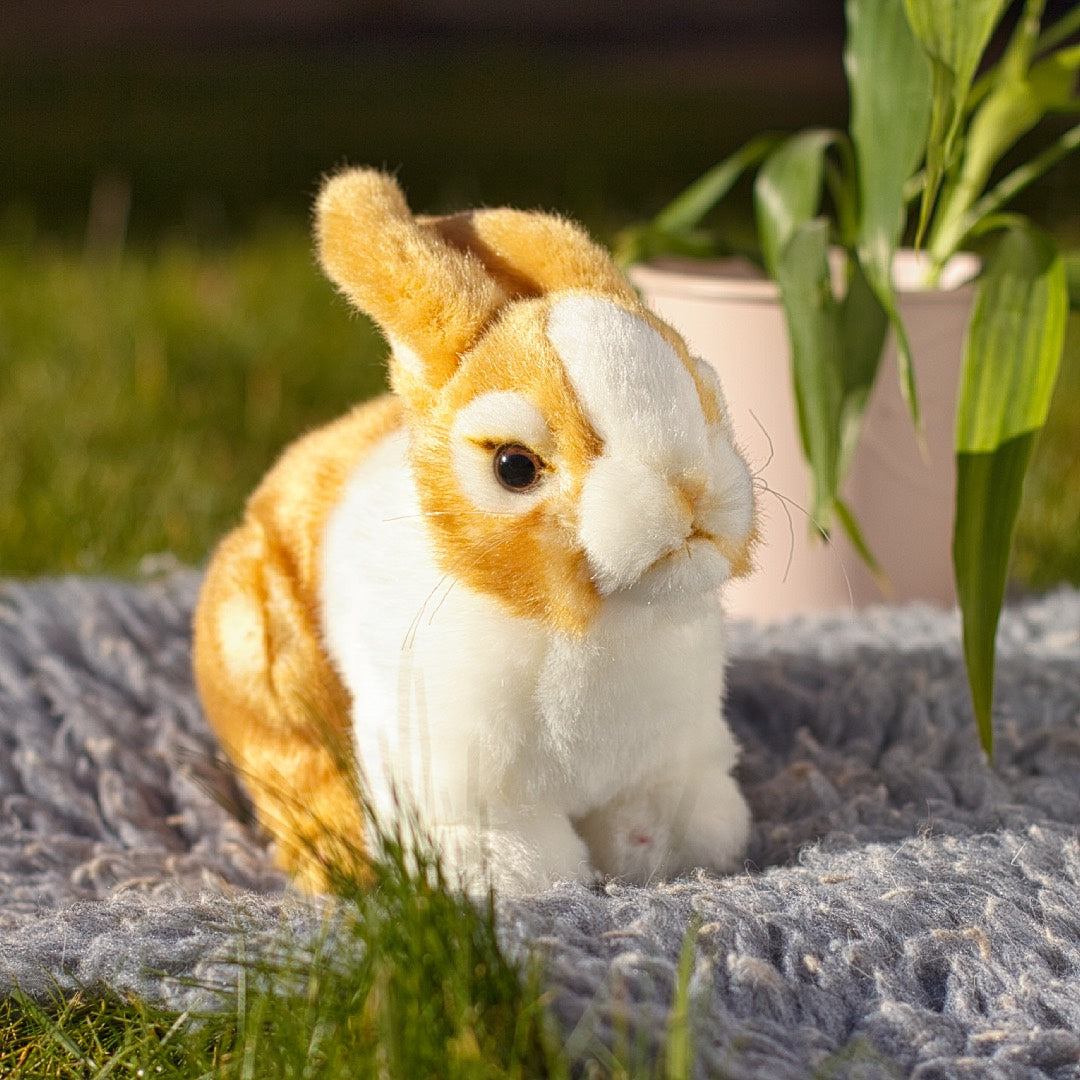 Dutch Rabbit Plush – Rabbit Retail