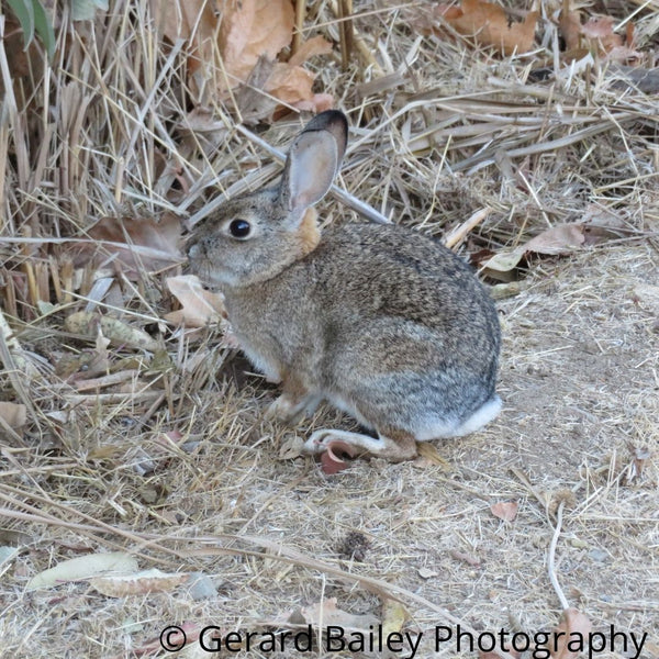 photography card of a small cottontail rabbit sitting sidways on some dried grass looking at longer grass.