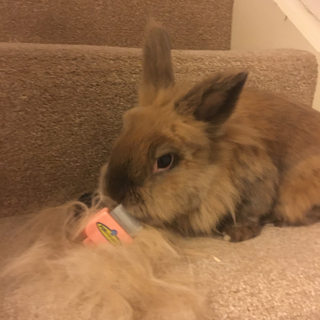 Deshedding Tool for Small Animal