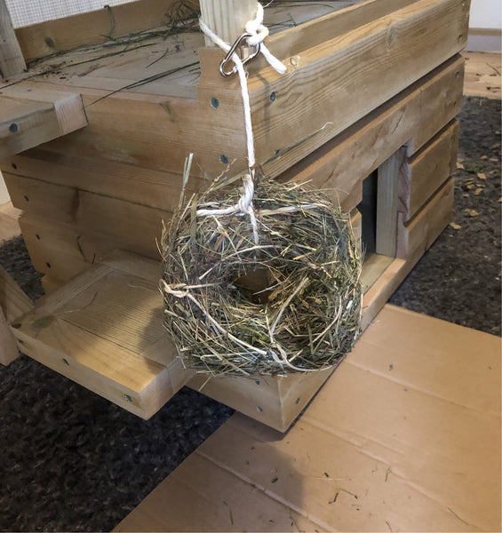Rosewood alfalfa hay ring in action hanging from Oreo's wizard tower (wooden rabbit house), ready to be chewed.