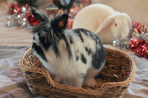 Rabbit Retail staff member Sprinkles, a long-furred, black and white smol bunny, sits in the Rosewood Chill n Snooze Bed as her colleague Marshmallow, a white lop-eared bun looks on from amidst red and silver tinsel.
